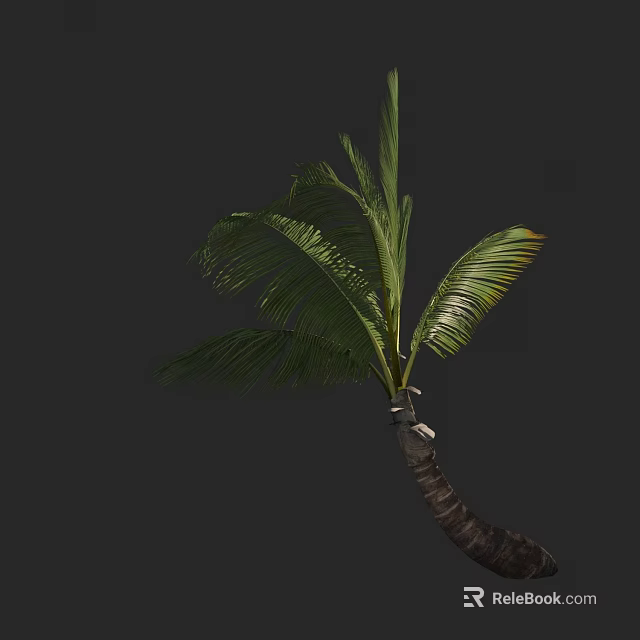Tall Palm Tree With Green Fronds And Curved Trunk On Dark Background 3d model 
