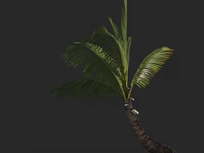 Tall Palm Tree With Green Fronds And Curved Trunk On Dark Background 3d model