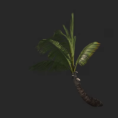 Tall Palm Tree With Green Fronds And Curved Trunk On Dark Background 3d model