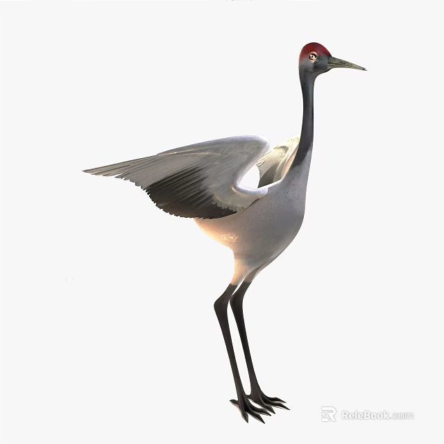 Graceful Red Crowned Crane With White Plumage Black Wings And Red Crown Standing 3d model 