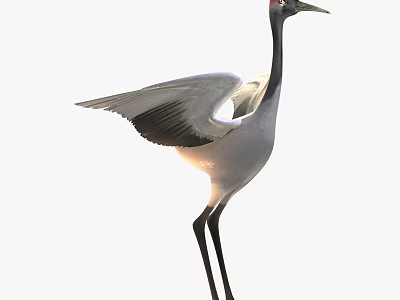 modern red-crowned crane a red-crowned crane 3d model