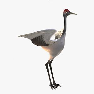 modern red-crowned crane a red-crowned crane 3d model