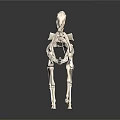 Medical Device Horse Skeleton Model with Detailed Anatomical Structure for Veterinary Education