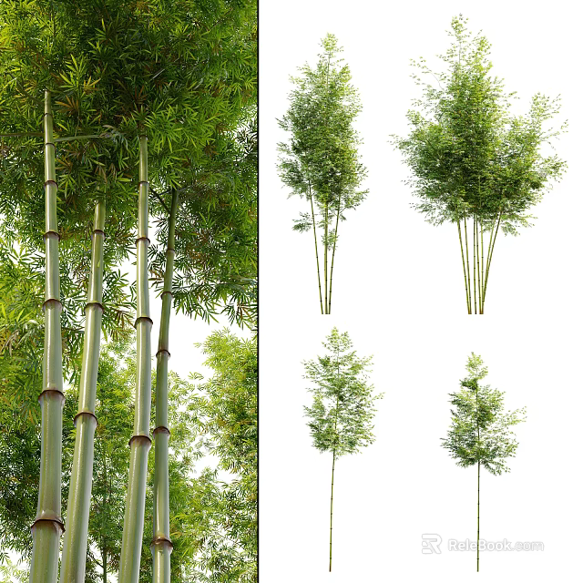 Bamboo Forest With Tall Stalks Lush Green Leaves And Various Varieties 3d model 