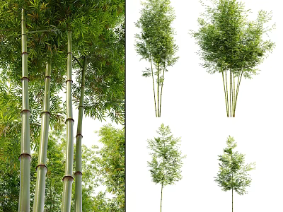 Bamboo Forest With Tall Stalks Lush Green Leaves And Various Varieties 3d model
