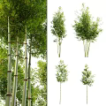 Bamboo Forest With Tall Stalks Lush Green Leaves And Various Varieties