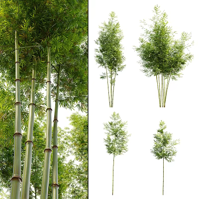 Bamboo Forest With Tall Stalks Lush Green Leaves And Various Varieties 3d model