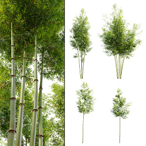 Modern Bamboo Plant 3d model