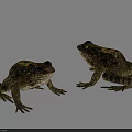 Two Reptiles With Textured Skin Standing On Light Background Showing Natural Posture