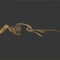 Golden Mouse Skeleton Display With Detailed Structure On Black Background And Reflection