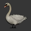 White Swan With Orange Beak Standing On Gray Background Showing Reflection 3d model