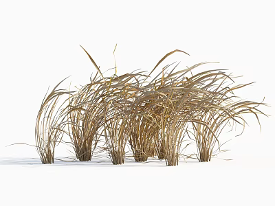 Golden Dry Grass Clump with Wispy Leaves in Natural Outdoor Setting 3d model