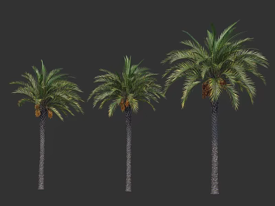 Three Palm Trees With Tall Trunks And Lush Green Fronds 3d model