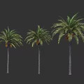 Three Palm Trees With Tall Trunks And Lush Green Fronds