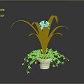 Green Orchid Plant With Pink Flowers In White Pot And Trailing Leaves On Dark Background
