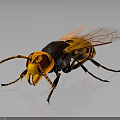 Yellow and Black Hornet with Red Eyes Orange Wings Detailed 3D Render Dark Background Reflection