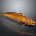 Yellow And Brown Striped Aquatic Fish With Elongated Body And Fins On Dark Surface