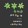 Colorful Decorative Plants With Various Flowers And Green Leaves In Different Pots