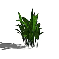 Vibrant Green Shrub With Lush Leaves For Garden Landscaping Design