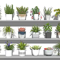 Various Potted Bonsai Plants with Different Pots on Shelves for Indoor