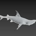 Realistic White Shark Model With Sharp Teeth And Detailed Fins 3d model