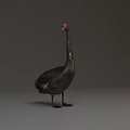 Black Swan With Red Beak Standing In Upright Posture On Grey Background