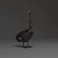 Modern Swan Black Swan 3d model