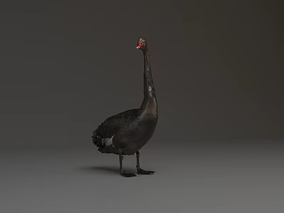 Black Swan With Red Beak Standing In Upright Posture On Grey Background 3d model Black Swan With Red Beak Standing In Upright Posture On Grey Background 3d model