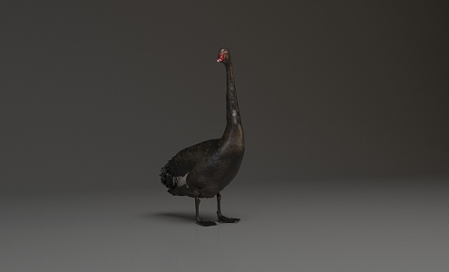 Modern Swan Black Swan 3d model