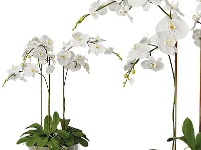 Beautiful White Orchid Bonsai Potted Plant With Long Stems Green Leaves And Fresh Flowers 3d model