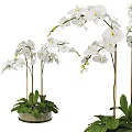 Beautiful White Orchid Bonsai Potted Plant With Long Stems Green Leaves And Fresh Flowers