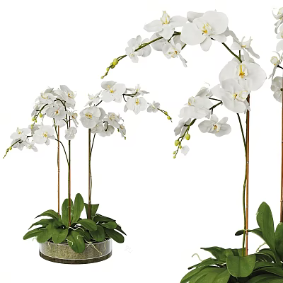 Beautiful White Orchid Bonsai Potted Plant With Long Stems Green Leaves And Fresh Flowers 3d model