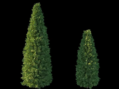 Two Green Conical Arborvitae Trees With Lush Foliage On Black Background 3d model