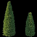 Two Green Conical Arborvitae Trees With Lush Foliage On Black Background