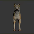 Realistic Wolf Standing Pose With Orange Brown Coat And White Belly On Dark Reflective Background