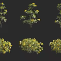 Ornamental Arbor Trees Featuring Yellow Flowers And Varied Growth Structures 3d model