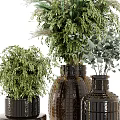 Dark Textured Ceramic Vases With Lush Green Foliage Arranged In Various Sizes