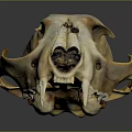 Medical Device Animal Skull Anatomical Model With Detailed Bone Structure For Education
