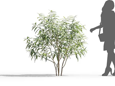 Green Leafy Shrub With Female Silhouette Carrying Handbag In High Heels 3d model