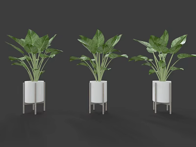 Three Green Plants in White Pots with Metal Stands on Dark Background 3d model