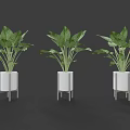 Three Green Plants in White Pots with Metal Stands on Dark Background