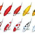 Various Colored Koi Fish Displayed Together in Multiple Hues and Tones