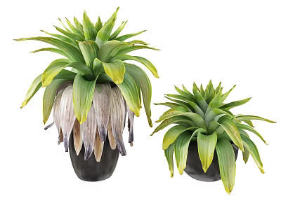Two Bonsai Potted Plants With Vibrant Green Leaves In Black Decorative Pots 3d model
