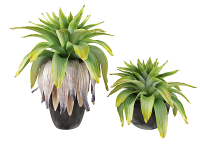 Modern potted tropical plant potted combination model