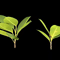 Two Sets of Fresh Green Plant Leaves Displayed on Clean Black Background