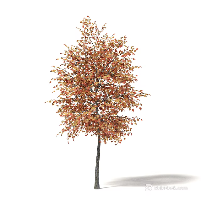 Arbor with Orange Red Leaves Straight Trunk and Lush Canopy in Autumn 3d model 