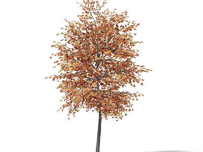 Arbor with Orange Red Leaves Straight Trunk and Lush Canopy in Autumn 3d model