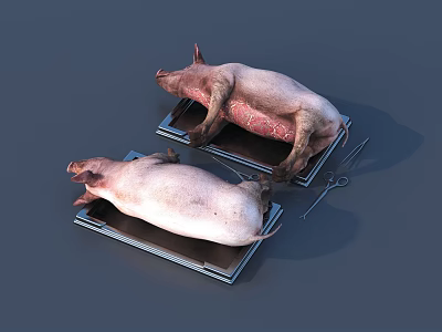 Raw Pig Carcasses On Metal Trays With Scissors For Butchery Preparation 3d model