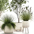 Various Types Of Bonsai Potted Plants With Green Foliage In Wicker Pots For Indoor Decoration