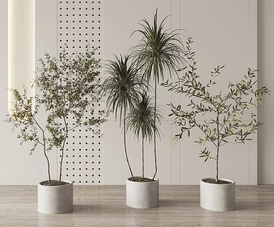 Indoor Potted Plants In White Cylindrical Pots Against Dotted Wall And Light Floor 3d model